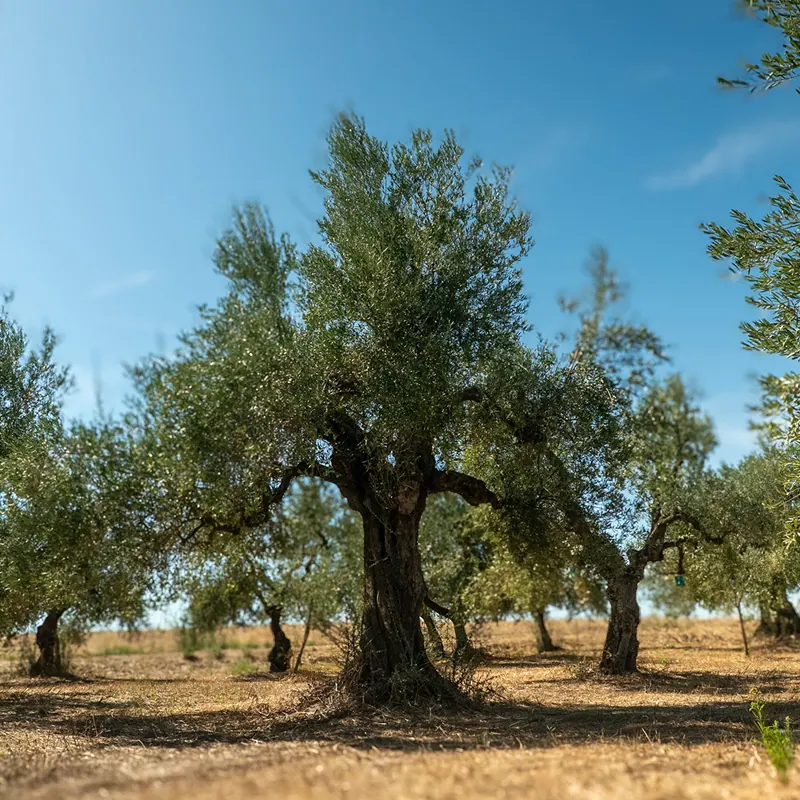 An old olive tree in the grove at Le 4 Contrade, outside Andria